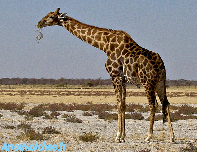 Girafe Etosha